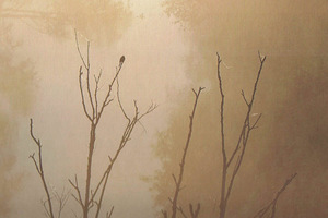 Fragment of Arvydas Šliogeris book cover Melancholy Archipelagos