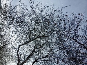 Pavasario grafika – vaizdas pro rašytojo namų langus prie Nacionalinio Viduramžių meno muziejaus Paryžiuje, fotografuota V. Papievio Pavasario grafika – vaizdas pro rašytojo namų langus prie Nacionalinio Viduramžių meno muziejaus Paryžiuje, fotografuota V. Papievio