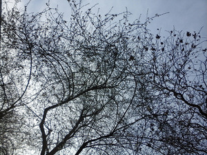 Spring graphics - image seen through the window of the writer's home next ot the National Medieval Art Museum in Paris. Photo by V. Papievis. Spring graphics - image seen through the window of the writer's home next ot the National Medieval Art Museum in Paris. Photo by V. Papievis.