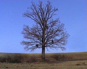 Patricija Gilytė. „Corvidae_Tree“, 2006, 7:30, stop kadras