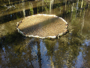 Ignas Gleixner. "Blossoming." Still from a video film, 2010 Ignas Gleixner. "Blossoming." Still from a video film, 2010