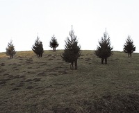 ANYKŠČIŲ ŠILELIS, 2007, video.