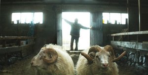 Still from the film Rams Still from the film Rams