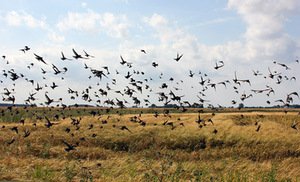 Iš J. Jarulytės projekto „Lietuvos Šiaurė“. Menininkės archyvo nuotr. Iš J. Jarulytės projekto „Lietuvos Šiaurė“. Menininkės archyvo nuotr.