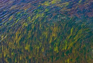 Photograph by F. Kerpauskas Photograph by F. Kerpauskas