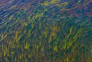 Photograph by F. Kerpauskas Photograph by F. Kerpauskas