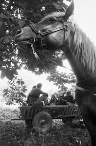 Kražiai. 1986 Kražiai. 1986