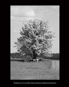 Albino Kuliešio fotografija