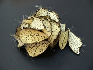 “Leafy Tree”, author’s technique, 20x15x20 cm, 2008 “Leafy Tree”, author’s technique, 20x15x20 cm, 2008