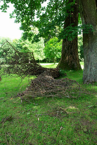 Menininkai iš Prancūzijos dvaro apylinkių medžiui „priaugino“ papildomą šaknį Menininkai iš Prancūzijos dvaro apylinkių medžiui „priaugino“ papildomą šaknį