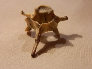 Source of inspiration of work of Artūras Rimkevičius “Death-Birth”