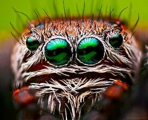 L. Jonaitis. "Ufonautas". 2012. Nuotrauka iš http://www.efoto.lt/node/879015 L. Jonaitis. "Ufonautas". 2012. Nuotrauka iš http://www.efoto.lt/node/879015