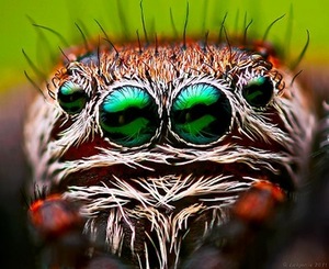 L. Jonaitis. "Ufo". 2012