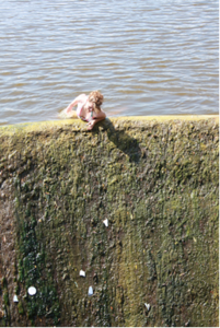 Vijolė Lukoševičiūtė Vijolė Lukoševičiūtė