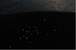 Vijolė Lukoševičiūtė. “Fisherman’s Constellation” Vijolė Lukoševičiūtė. “Fisherman’s Constellation”